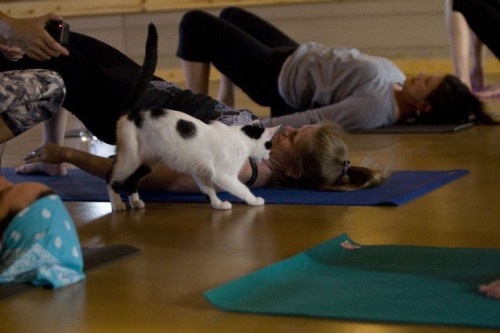 Yoga et chats