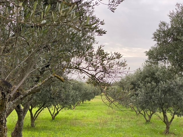 Des oliviers à perte de vue prés de Saint Rémy de Provence